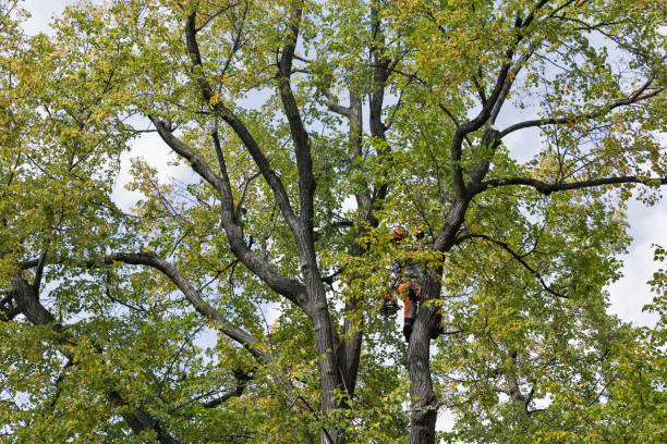 Gregory, TX Tree Services Company